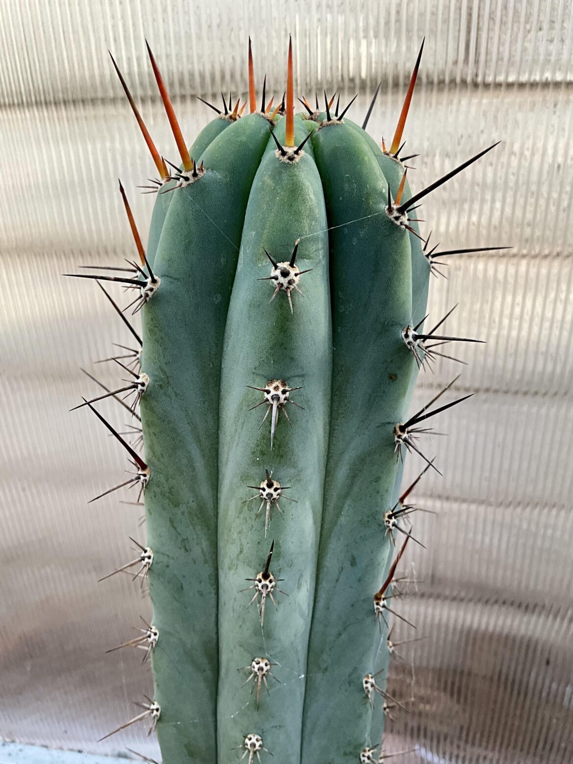 Peru Sausage x Arid Art Macro