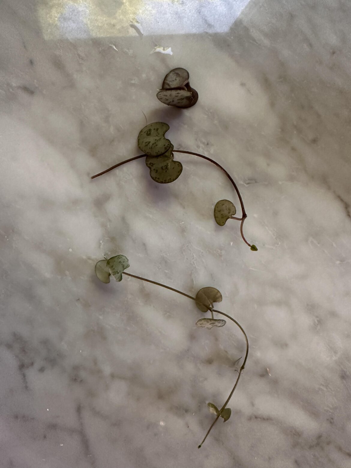 Best method of propagating these tiny guys?