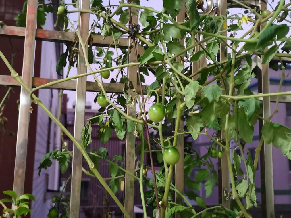 The tomatoes growing on the balcony The tomatoes growing on the balcony