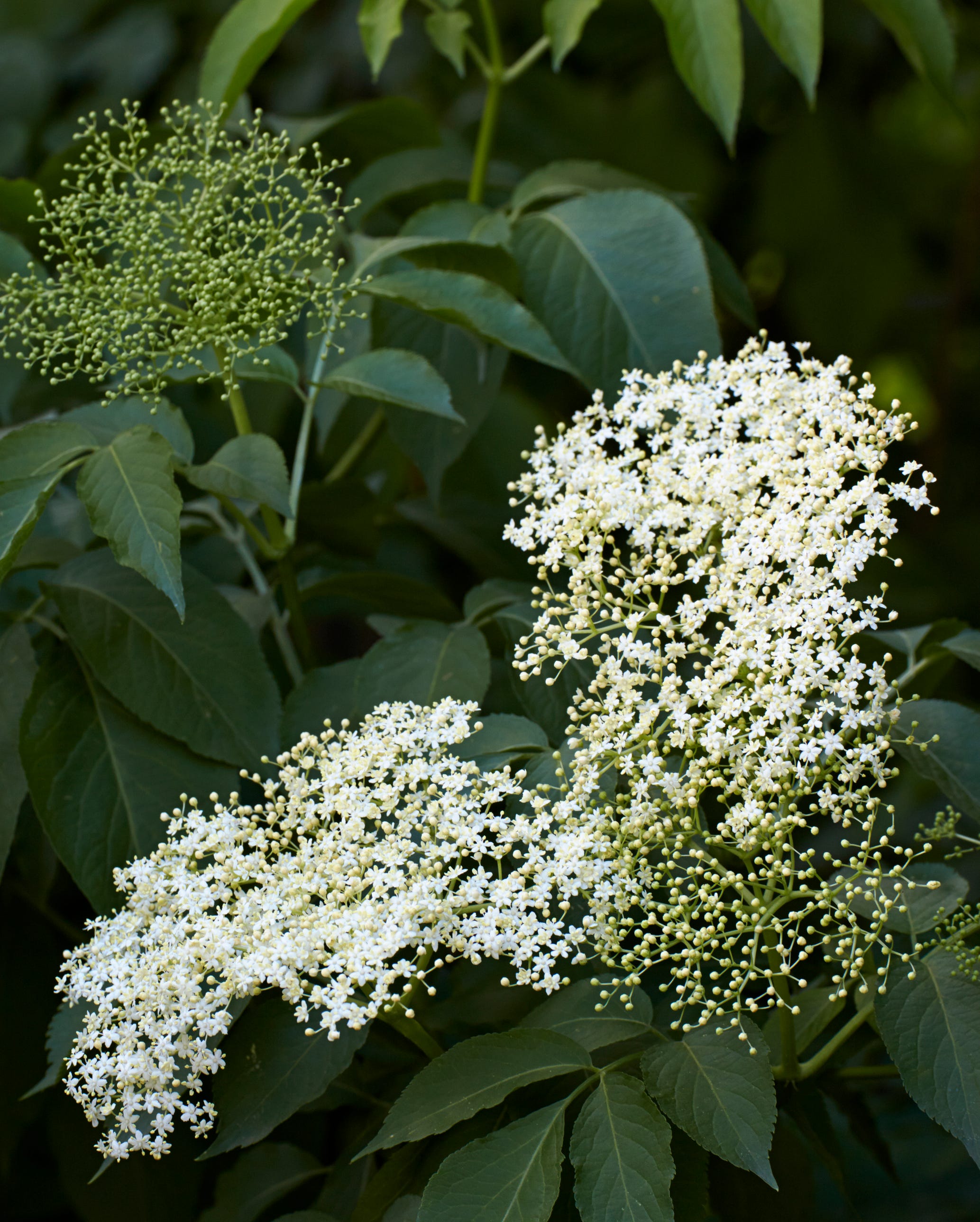 Red Elderberry Bush (Sambucus racemosa) flowering - Germany