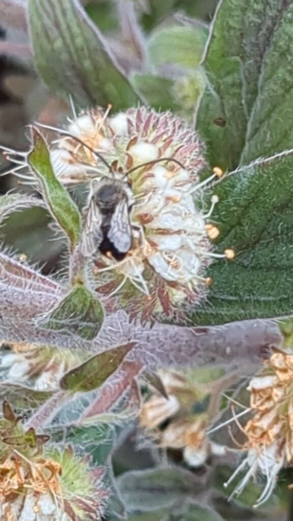 Silver leaf phacelia and a long horn bee (I think) Southern Oregon 🥰 I love spring!