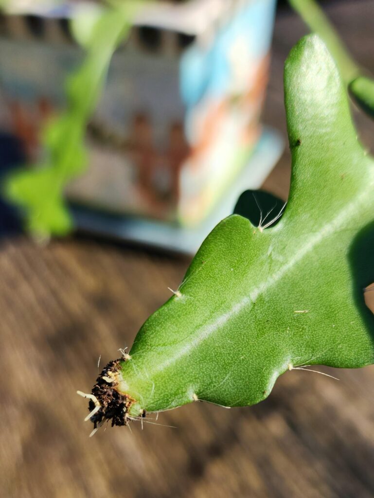 Is this a normal amount of root growth for 3-4 months? (Fishbone Cactus)