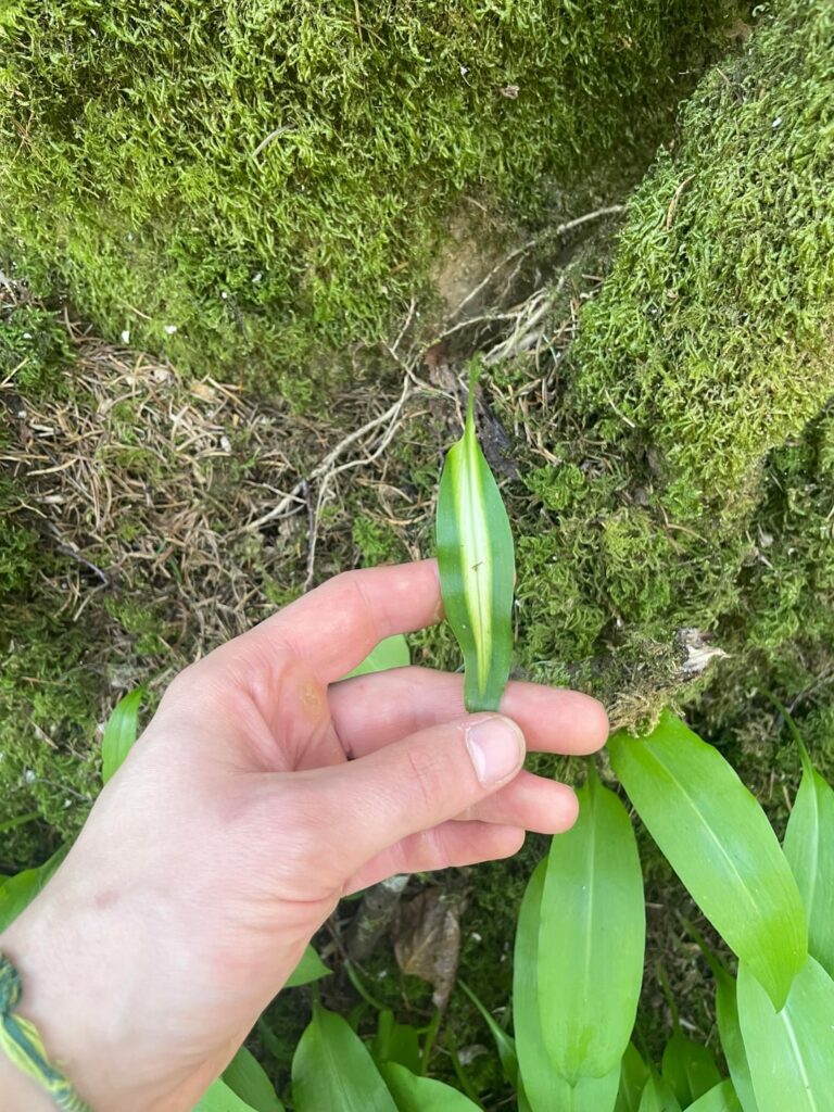 Rare variegated wild garlic found in UK