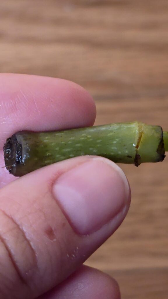 Is this cutting okay?