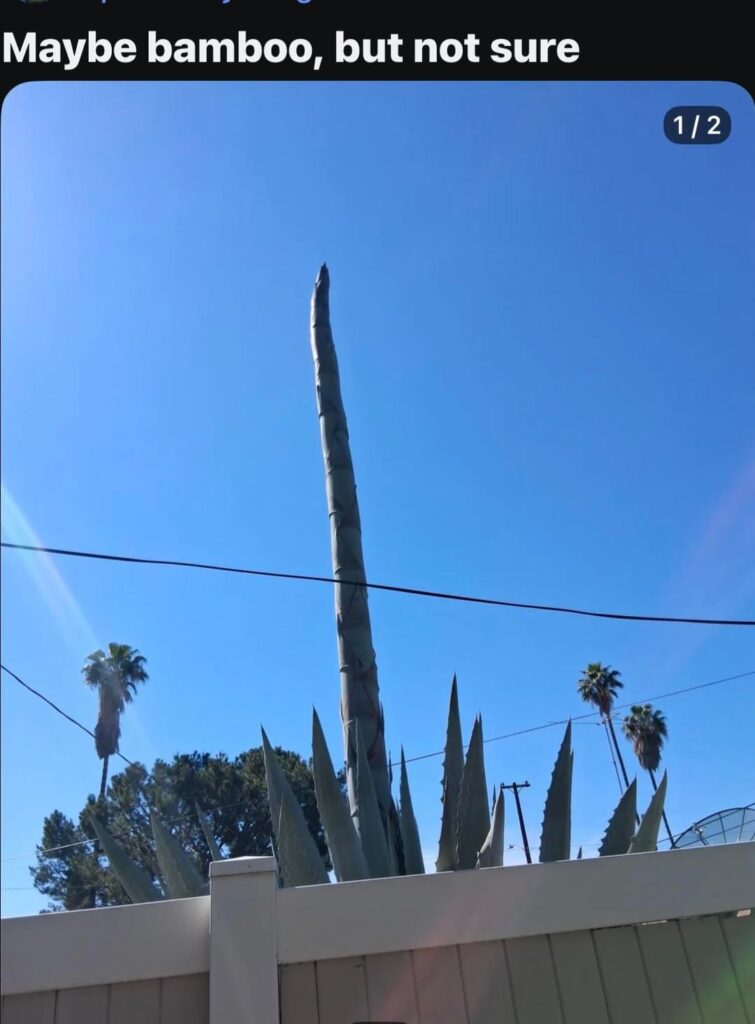 My bamboo is thriving 🤩