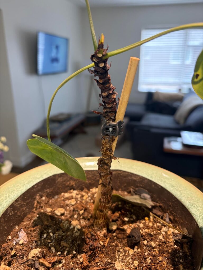 Can I salvage this guy? Can I salvage this guy?