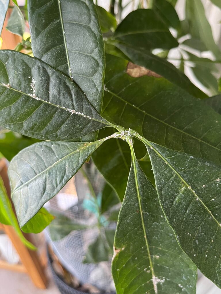 What’s on my money tree?