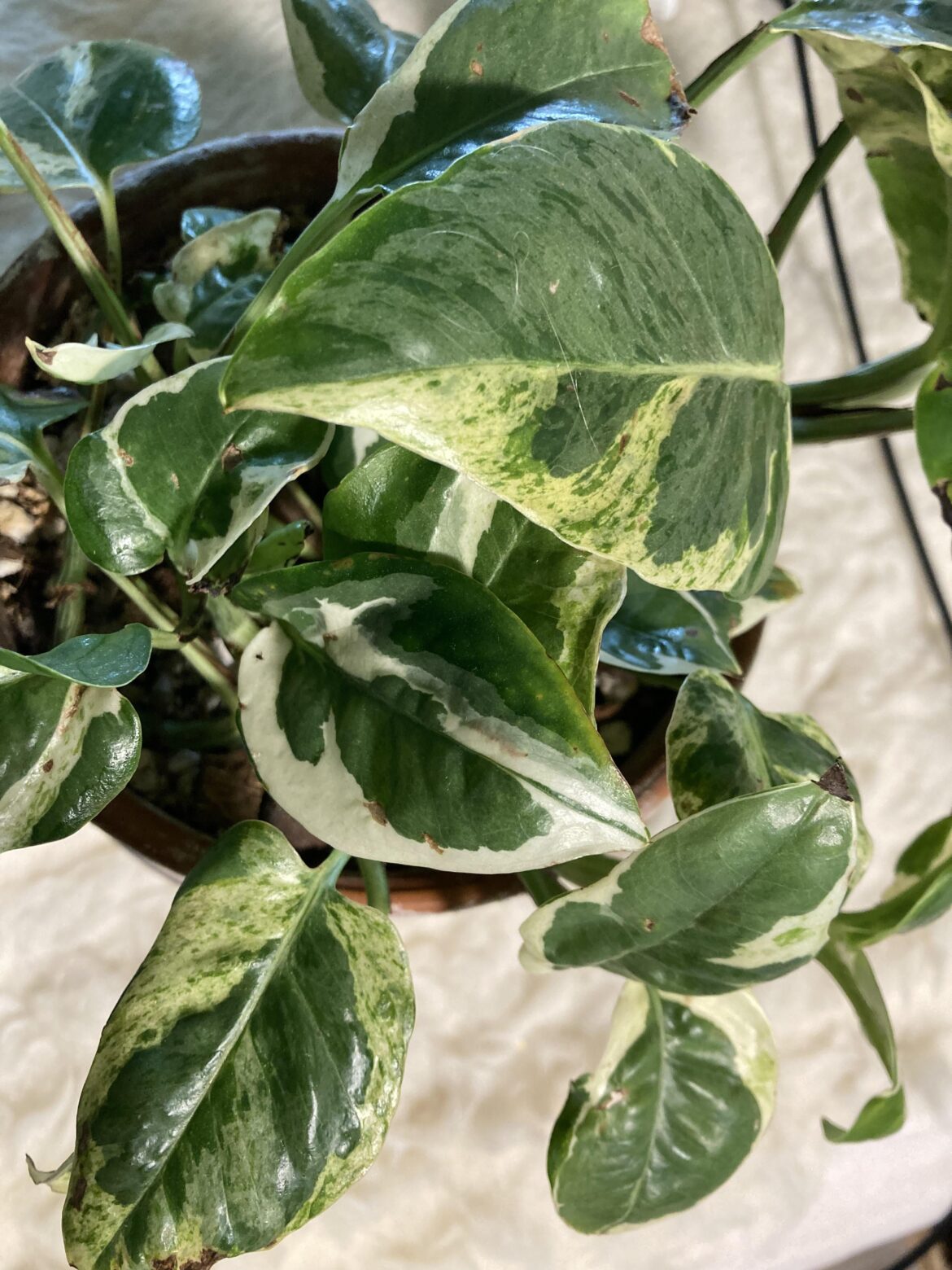 Happy cake day to me 7 years 🎂🎂🎂🎂🎂🎂🎂