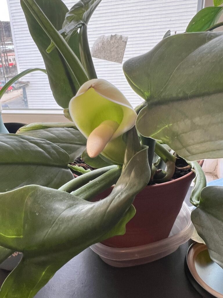 My plant is flowering! (I think)