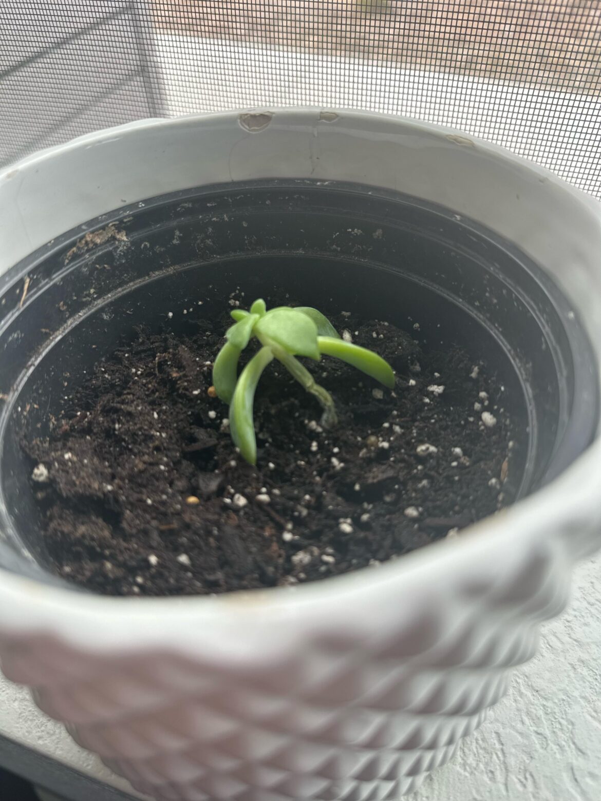 Help save my succulent :(
