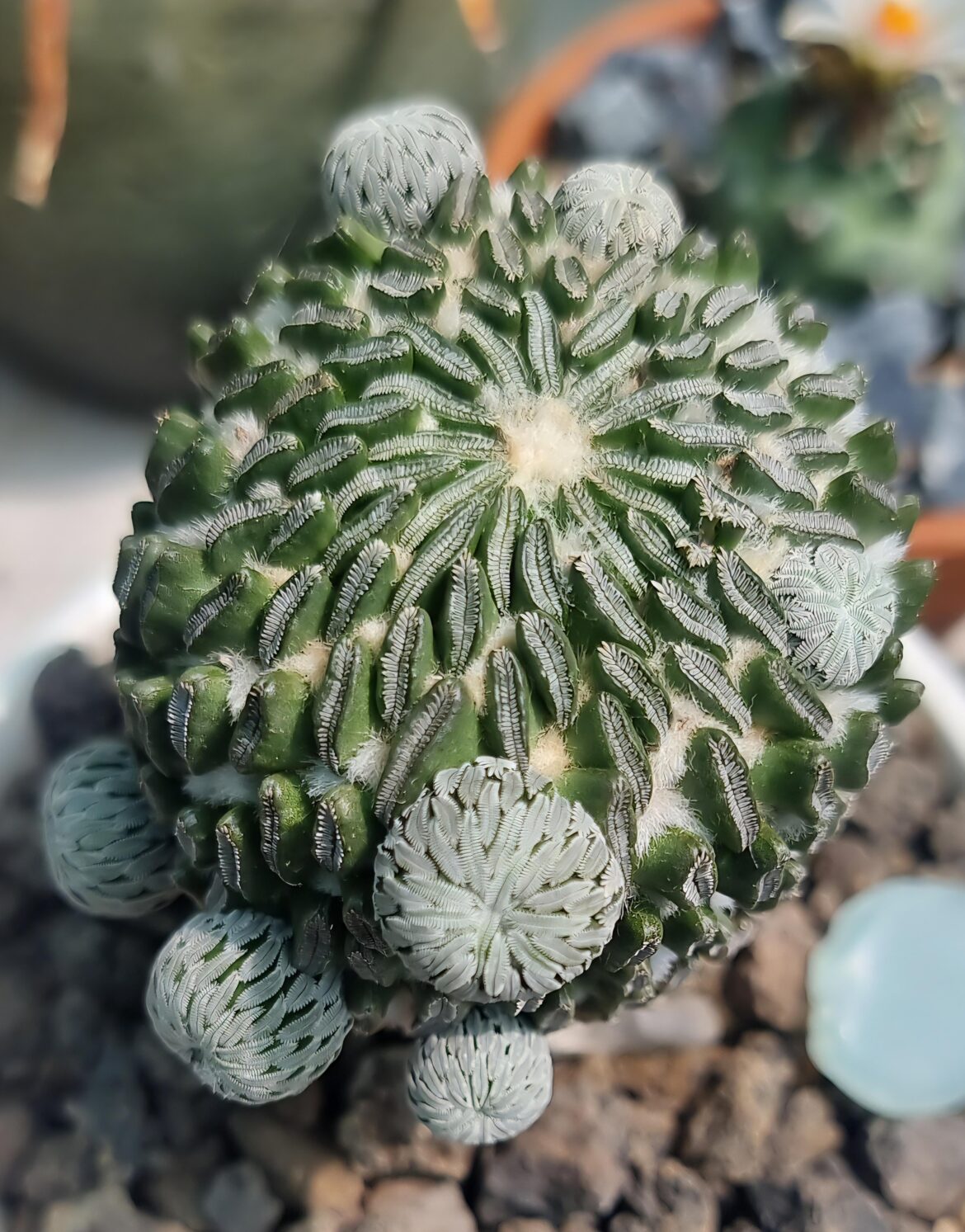 Pelecyphora Aselliformis