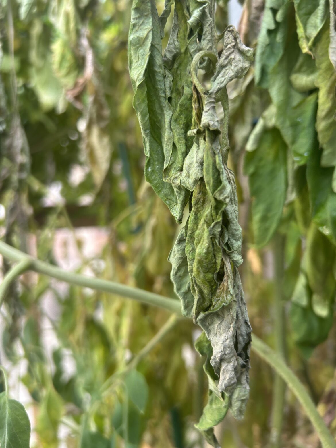 Watering system fail