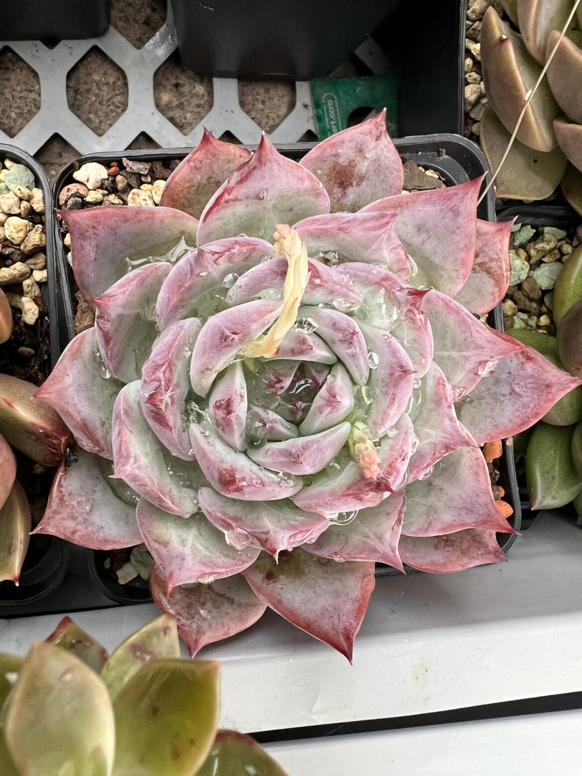 Echeveria colorata, not sure if Echeveria colorata fa colorata or Echeveria colorata Lindsayana
