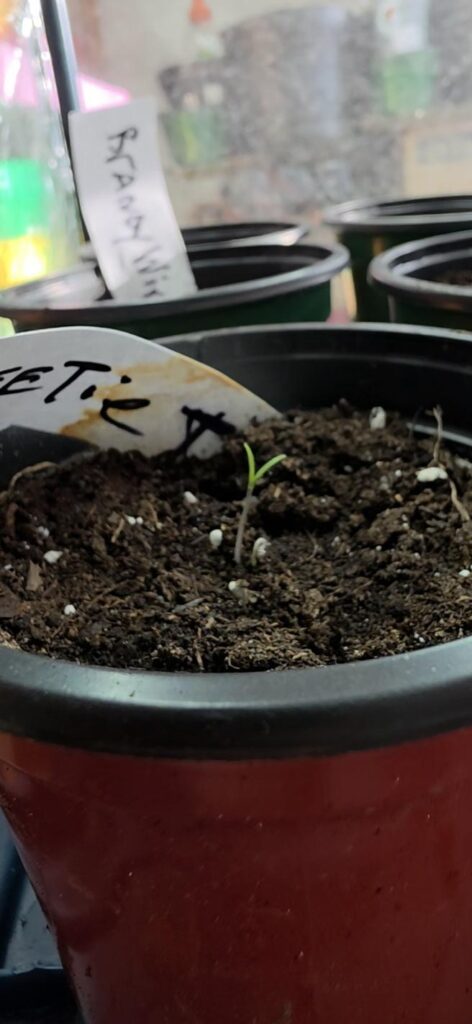 It sprouted! 1 if 15 tomato plants!