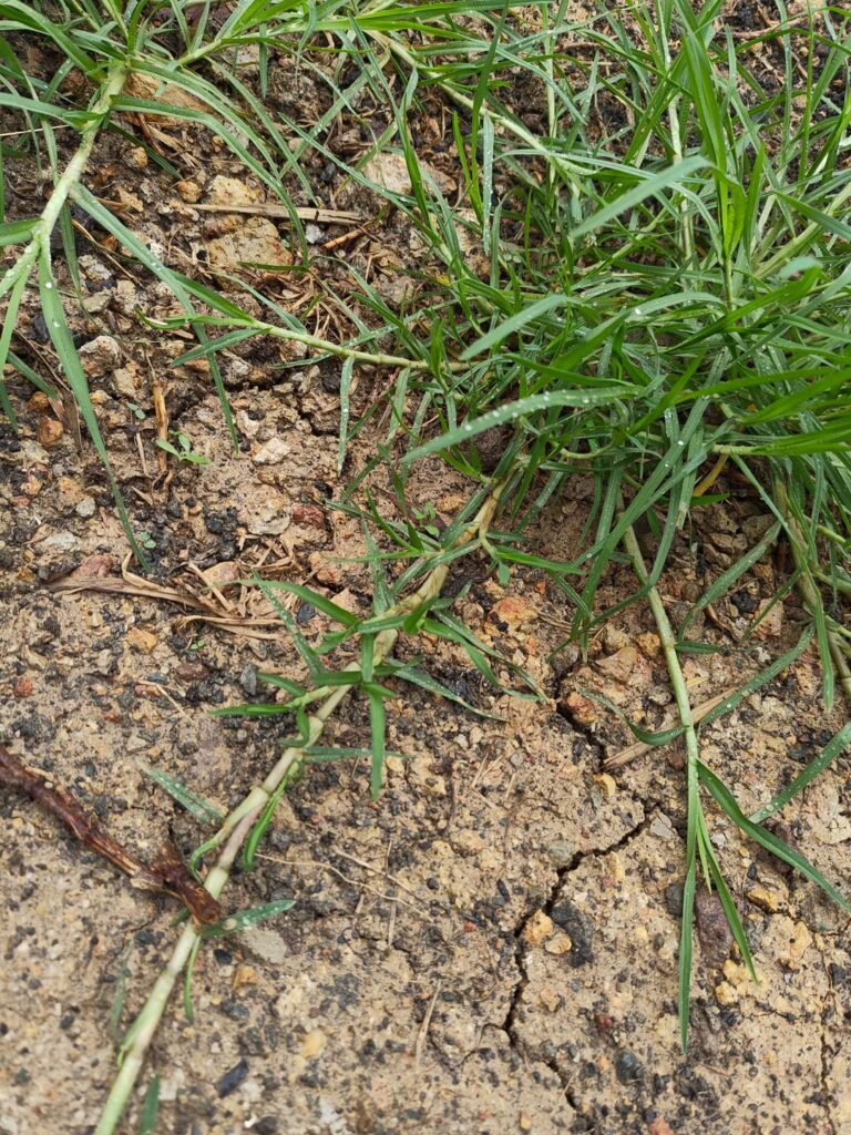 What grass is this all over my block? What grass is this all over my block?