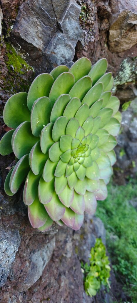 Aeoniums on Madeira!