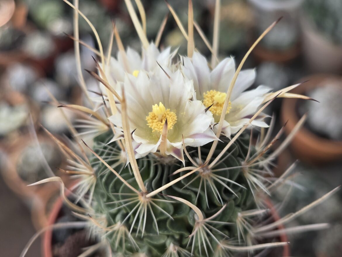 Stenocactus Crispatus Palmillas