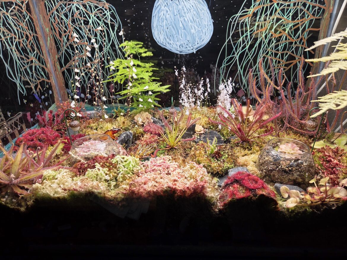 Carnivorous Bog
