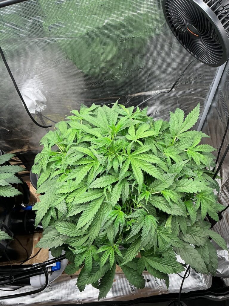 Day 36 auto defoliated and lollipoped