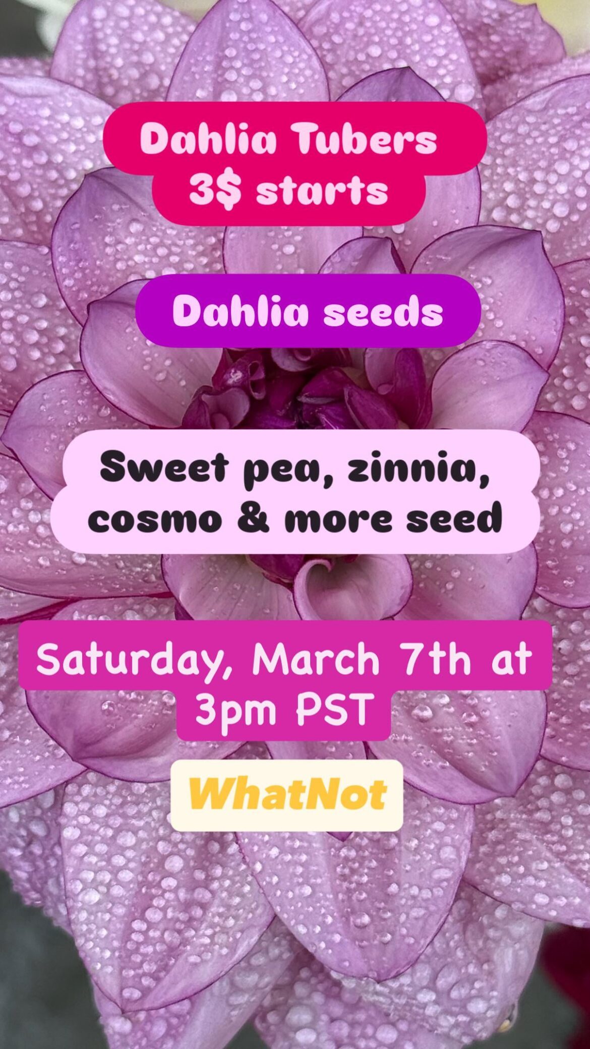 $3 Starts Dahlias and seeds!! New varieties. $3 Starts Dahlias and seeds!! New varieties.