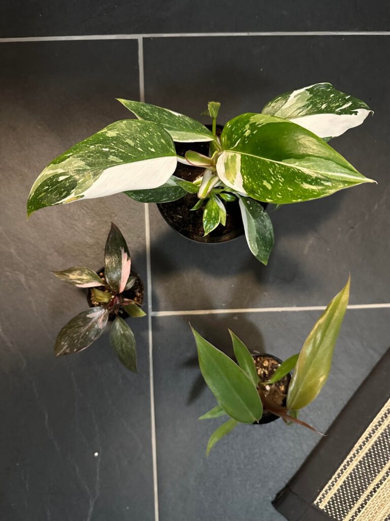 Haul after blacking out at the plant sale