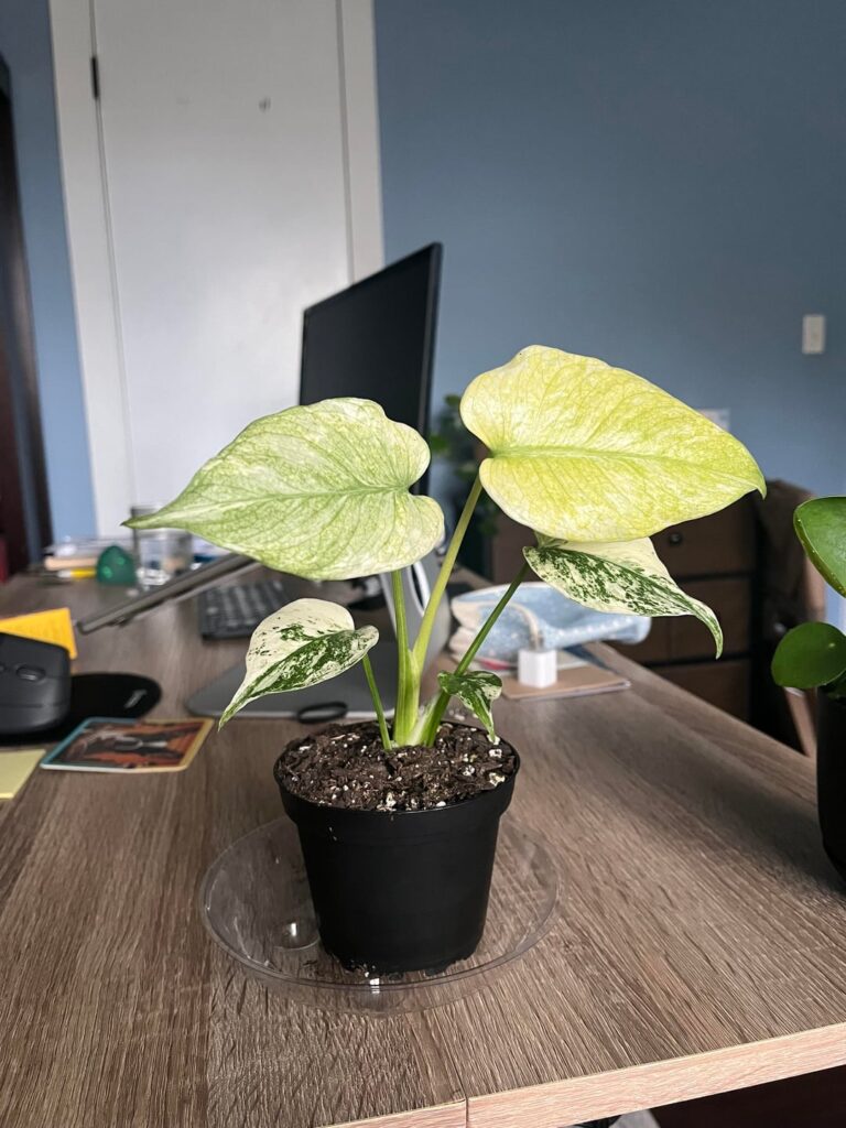 New Monstera Parent!
