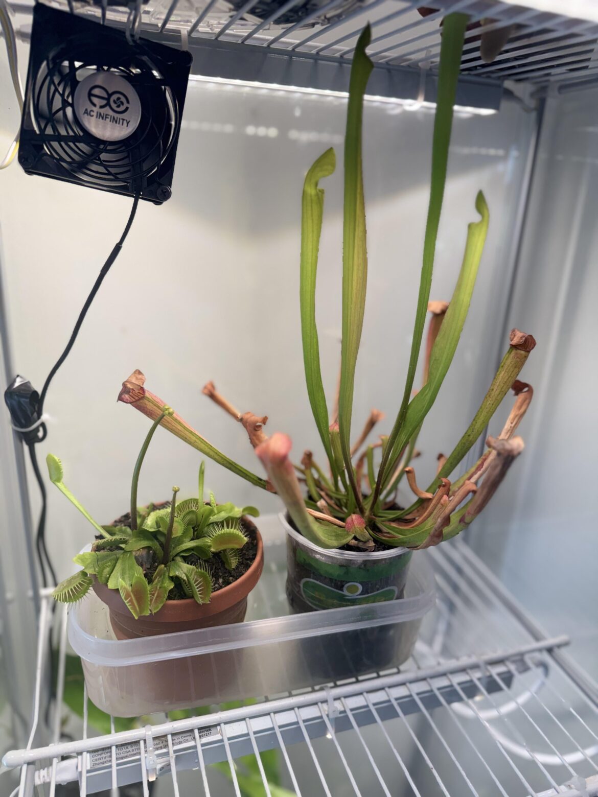 Is there a benefit to letting the flower of a Venus flytrap to bloom?