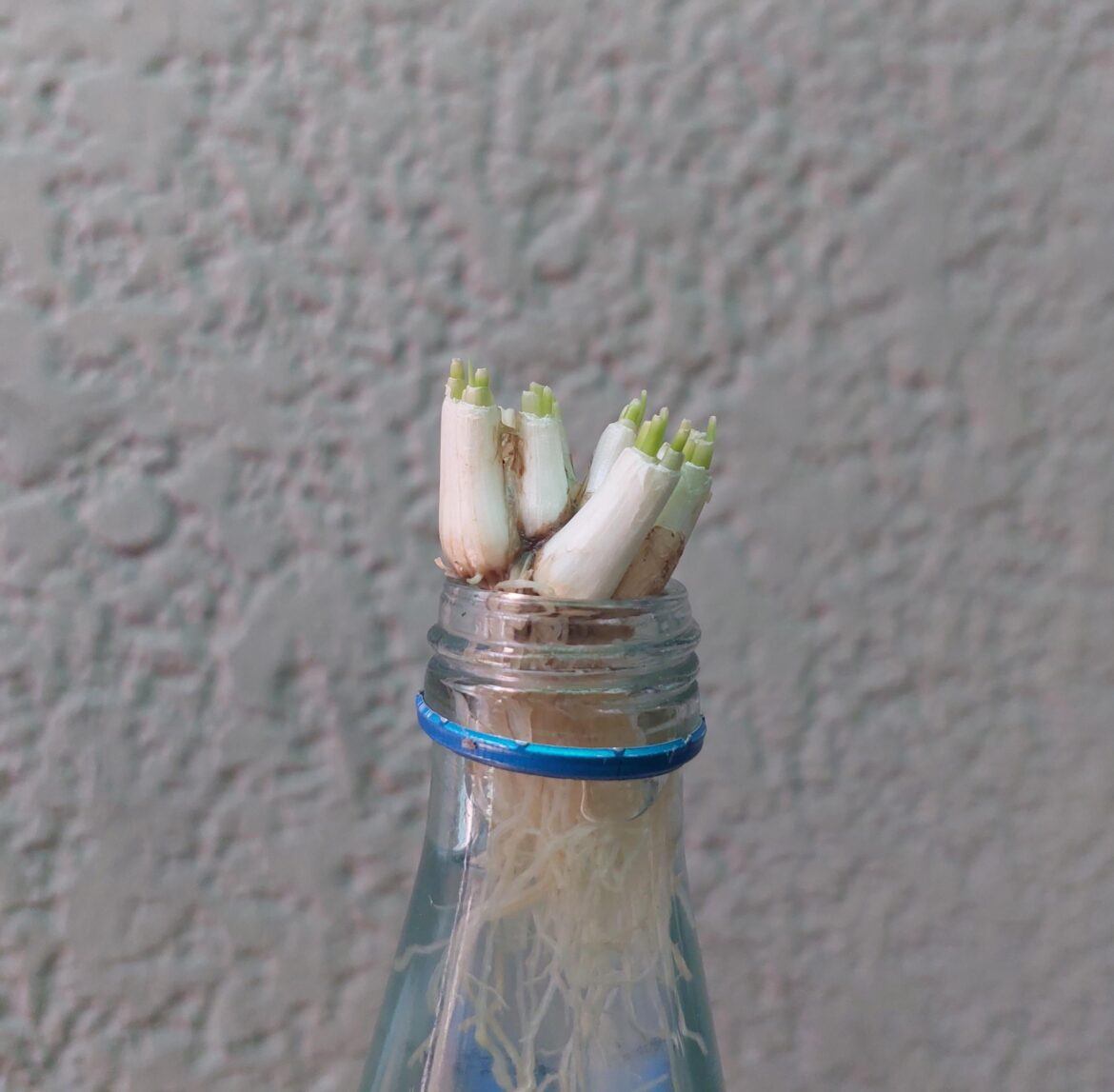 Realistically, how many times can we regrow and harvest store-bought veggies indoors?