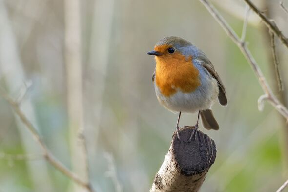 Robin