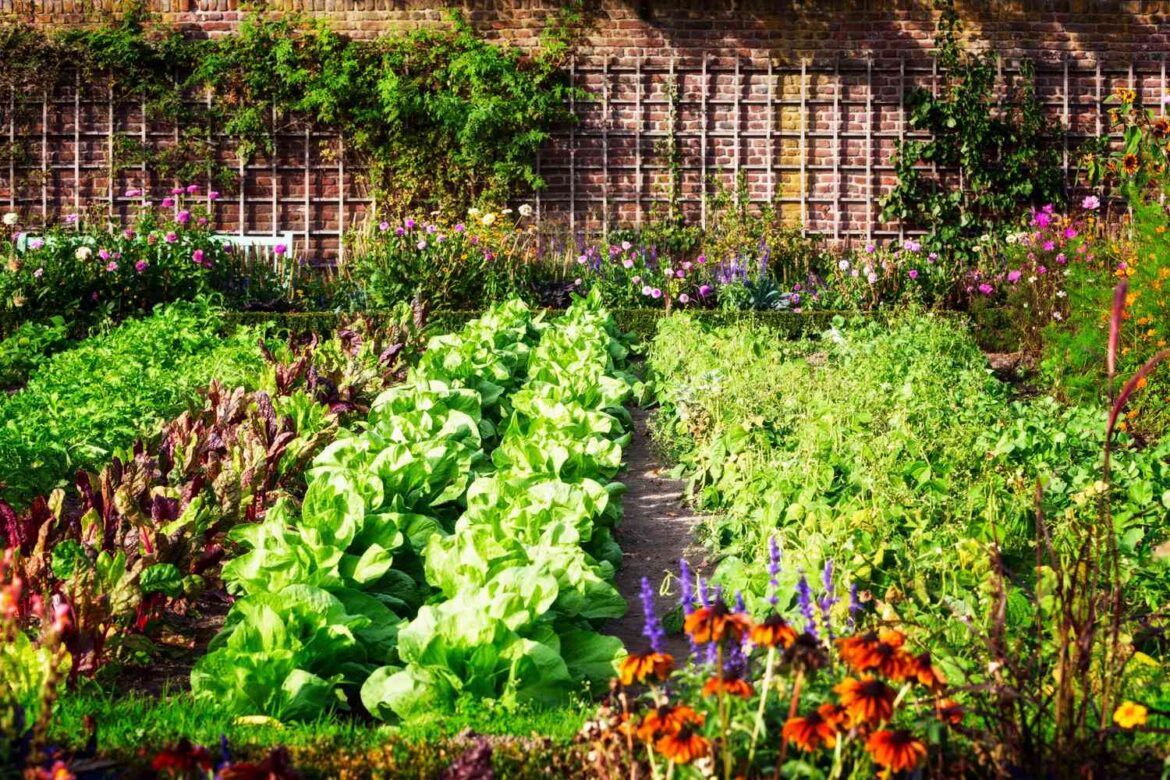 How to Start a Kitchen Garden—and Grow Your Own Groceries How to Start a Kitchen Garden—and Grow Your Own Groceries