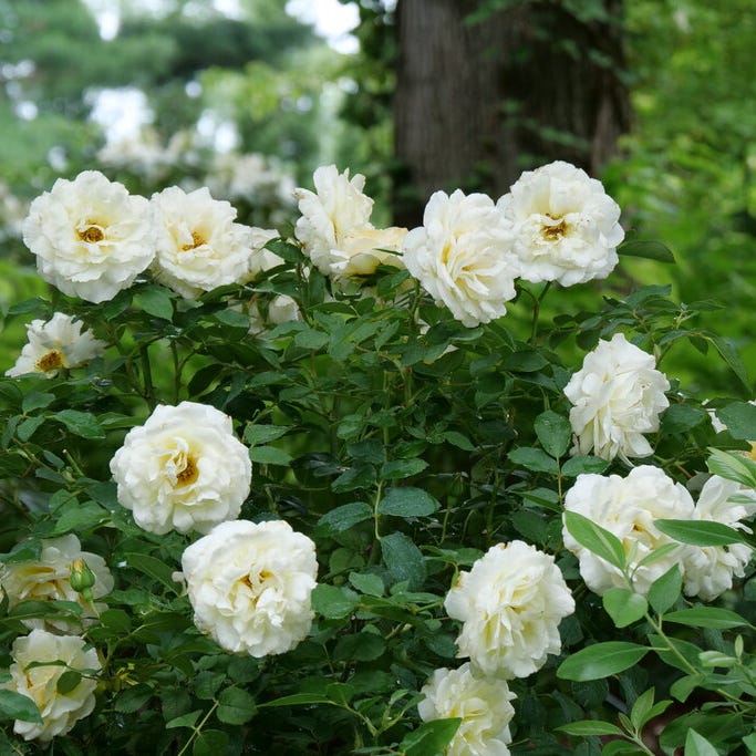 proven winners color choices shrubs reminiscent crema