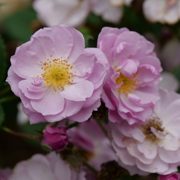 proven winners color choice shrubs rise up lilac days