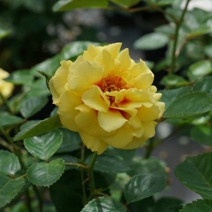 proven winners color choices shrubs rise up ringo