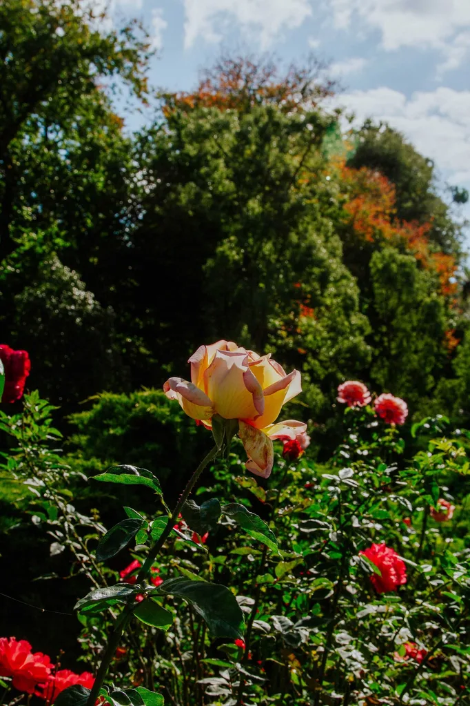 Rose standing out amongst a flower garden in Bendigo, VIC.