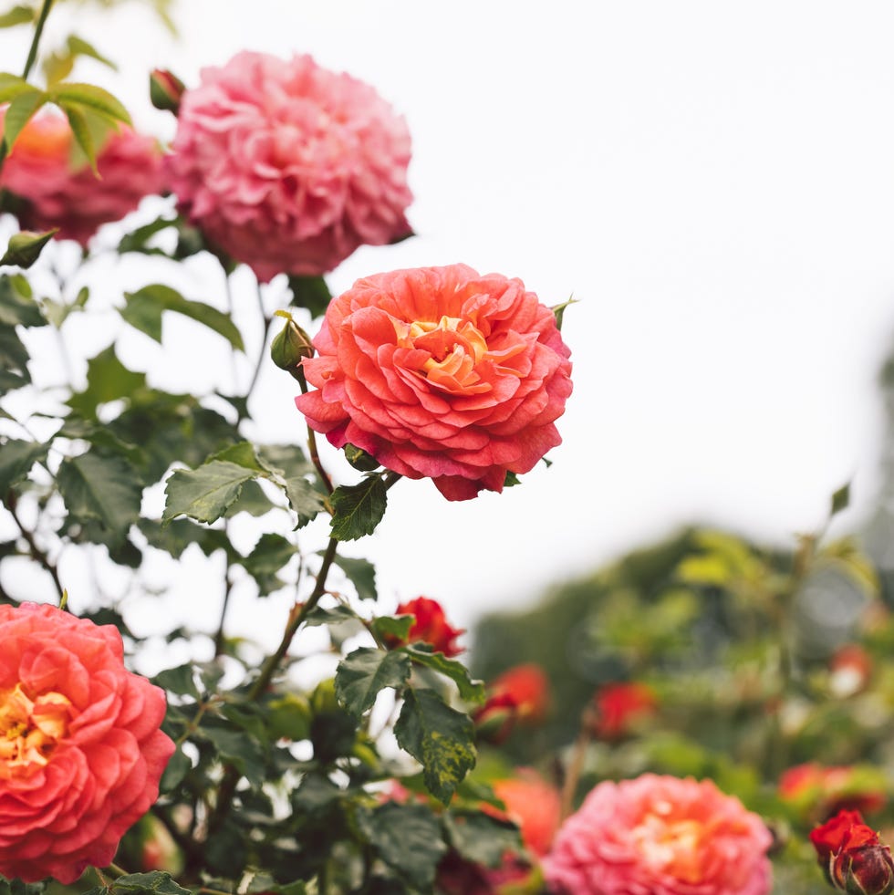 pink roses blooming in garden, soft focus on flowers, green leaves in background