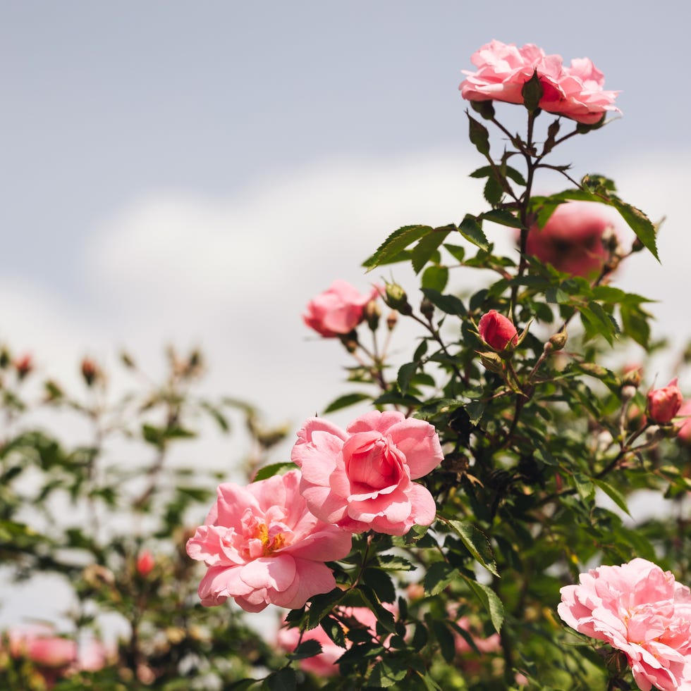 pink and white roses blooming in garden under blue sky