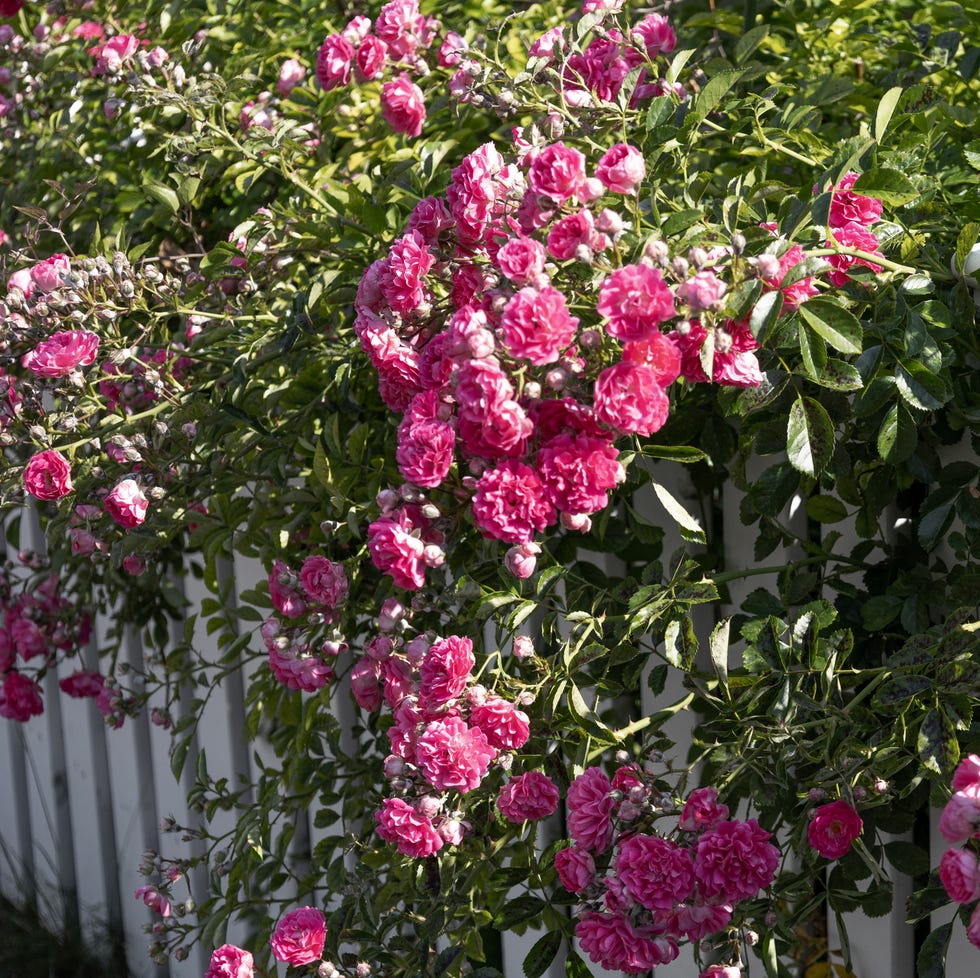 rose blossoms brimming over white wooden fence  shot with canon eos rp