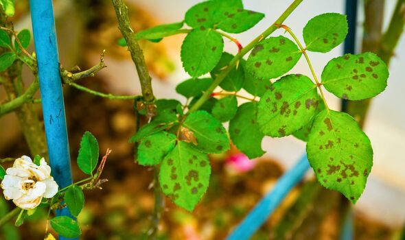 Picture of black spot on leaves Picture of black spot on leaves