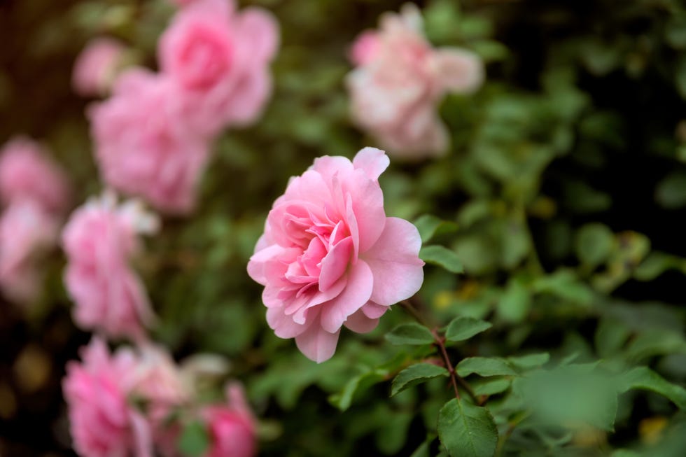 blooming autumn withering garden bright pinkw flower of a hybrid tea rose