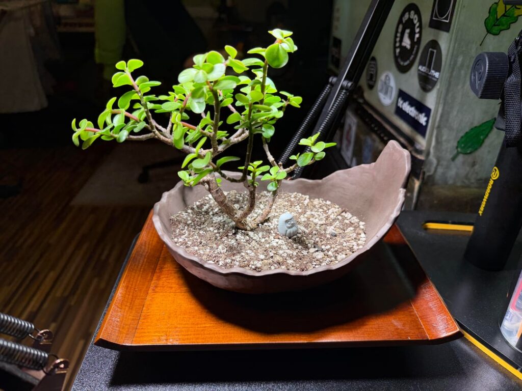 First soil change and repotting