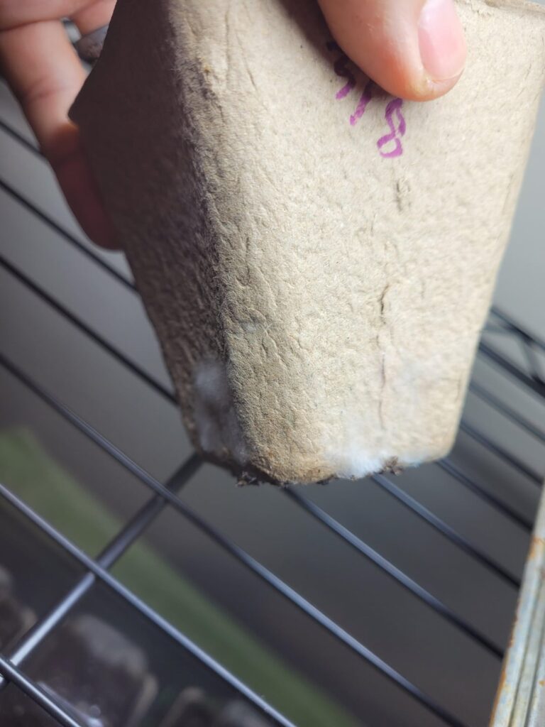 CRAP what do I do? Swap into fresh seed cells?