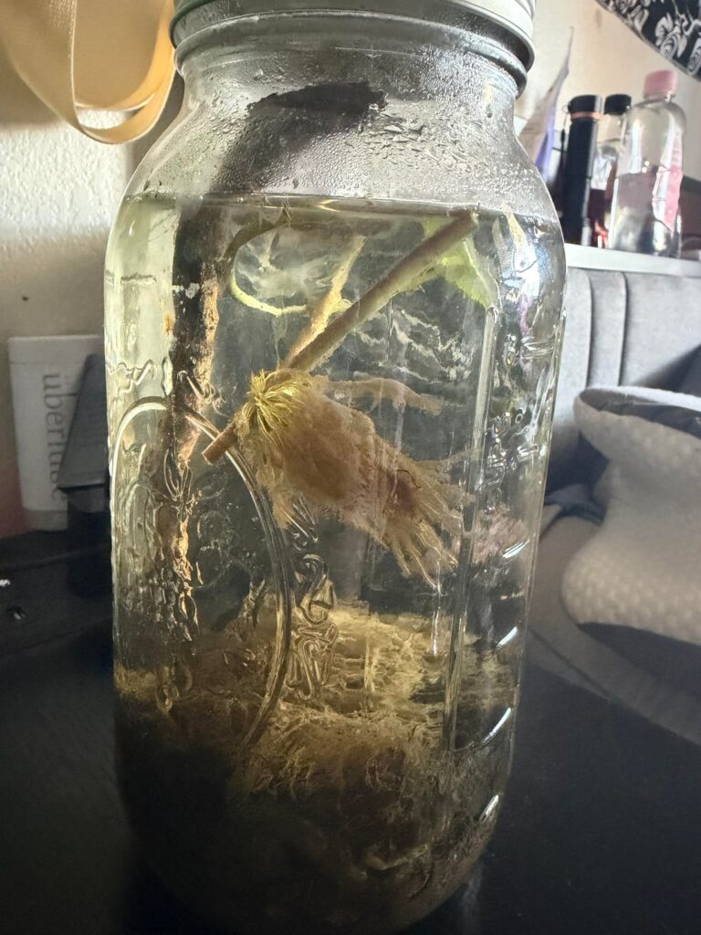 First ecosphere