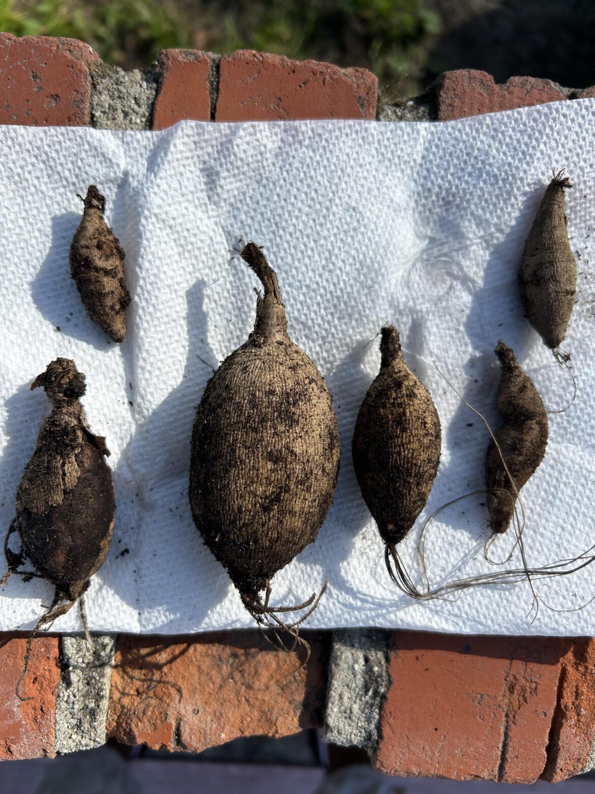 Do any of these tubers have eyes?