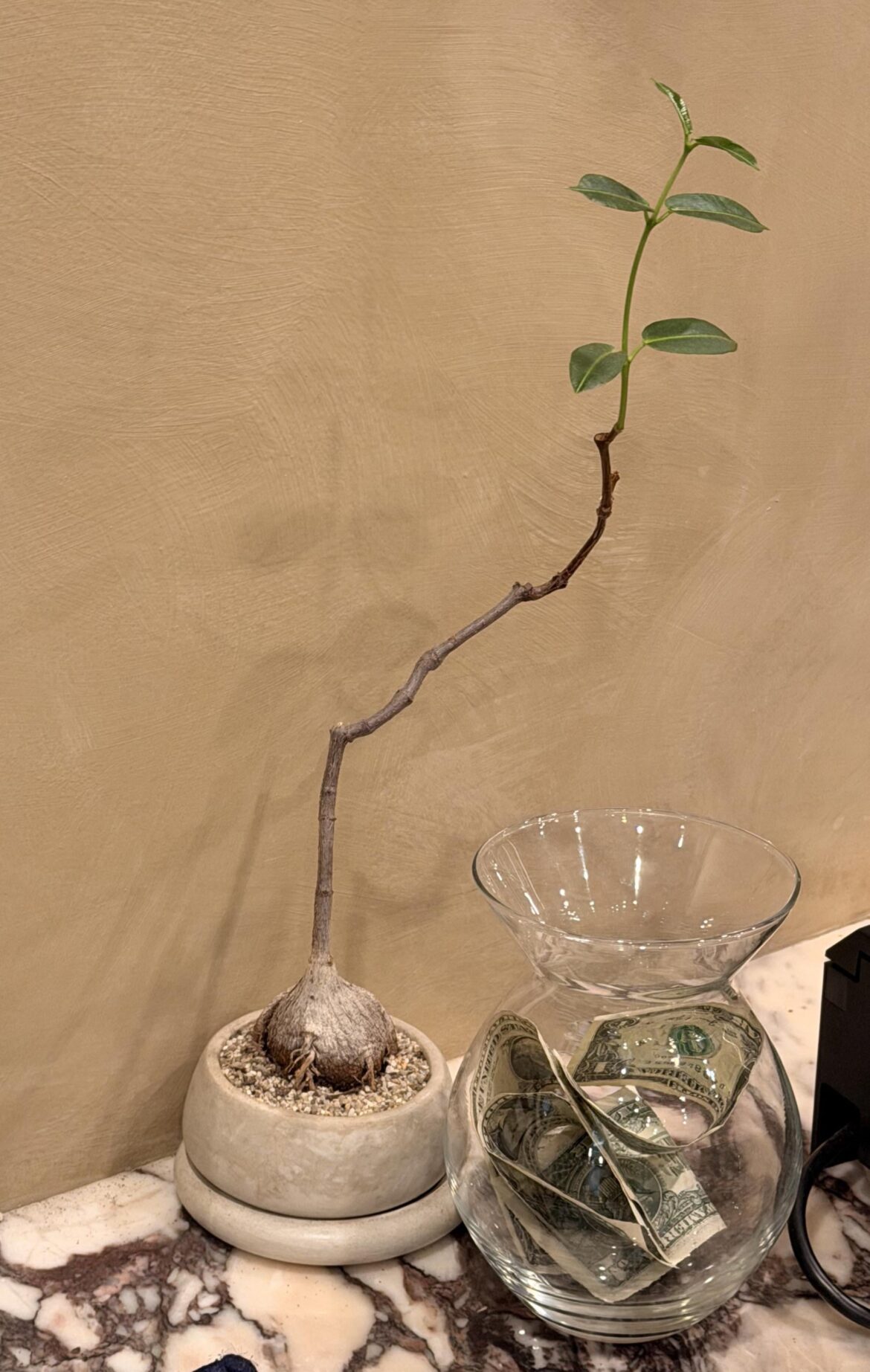 What plant is this?