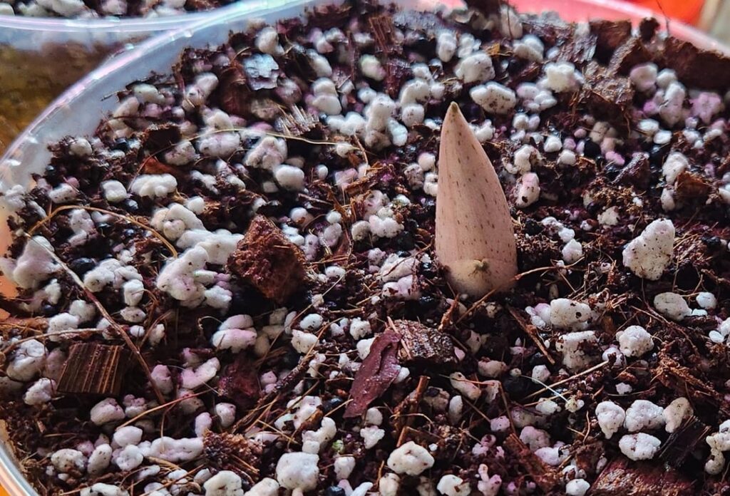 The taccarum are waking up! The taccarum are waking up!