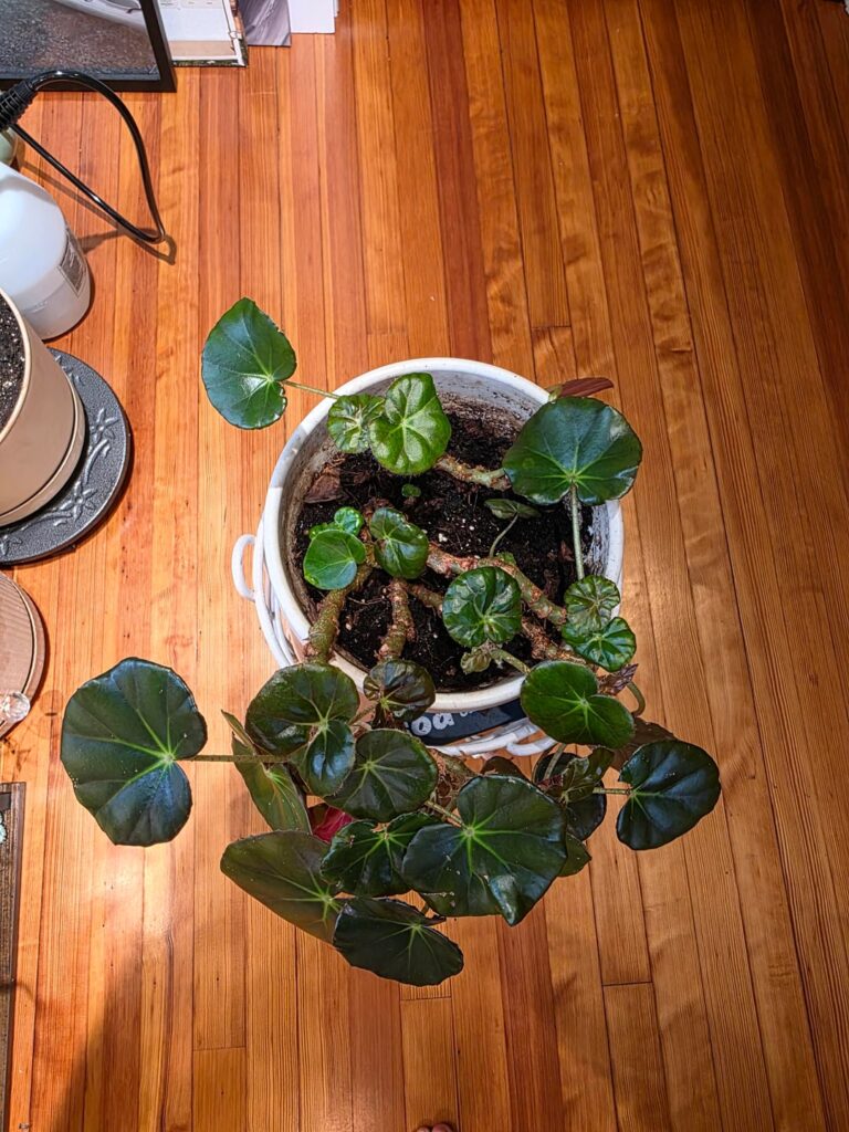 So I inherited a begonia… So I inherited a begonia...