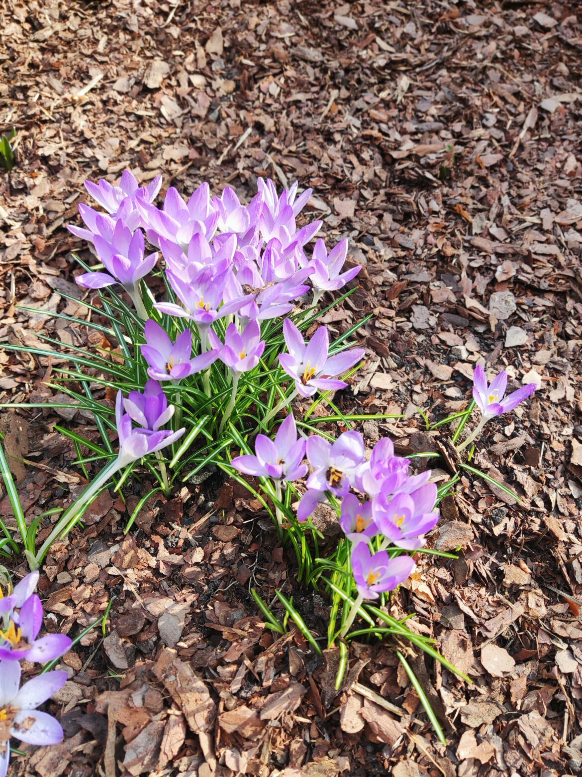 Crocuses