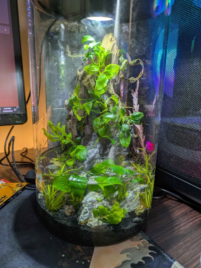 New build, a paludarium New build, a paludarium