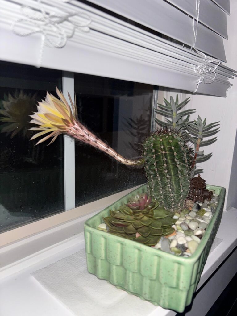 first time owning a cactus and it grew a flower after a year! first time owning a cactus and it grew a flower after a year!
