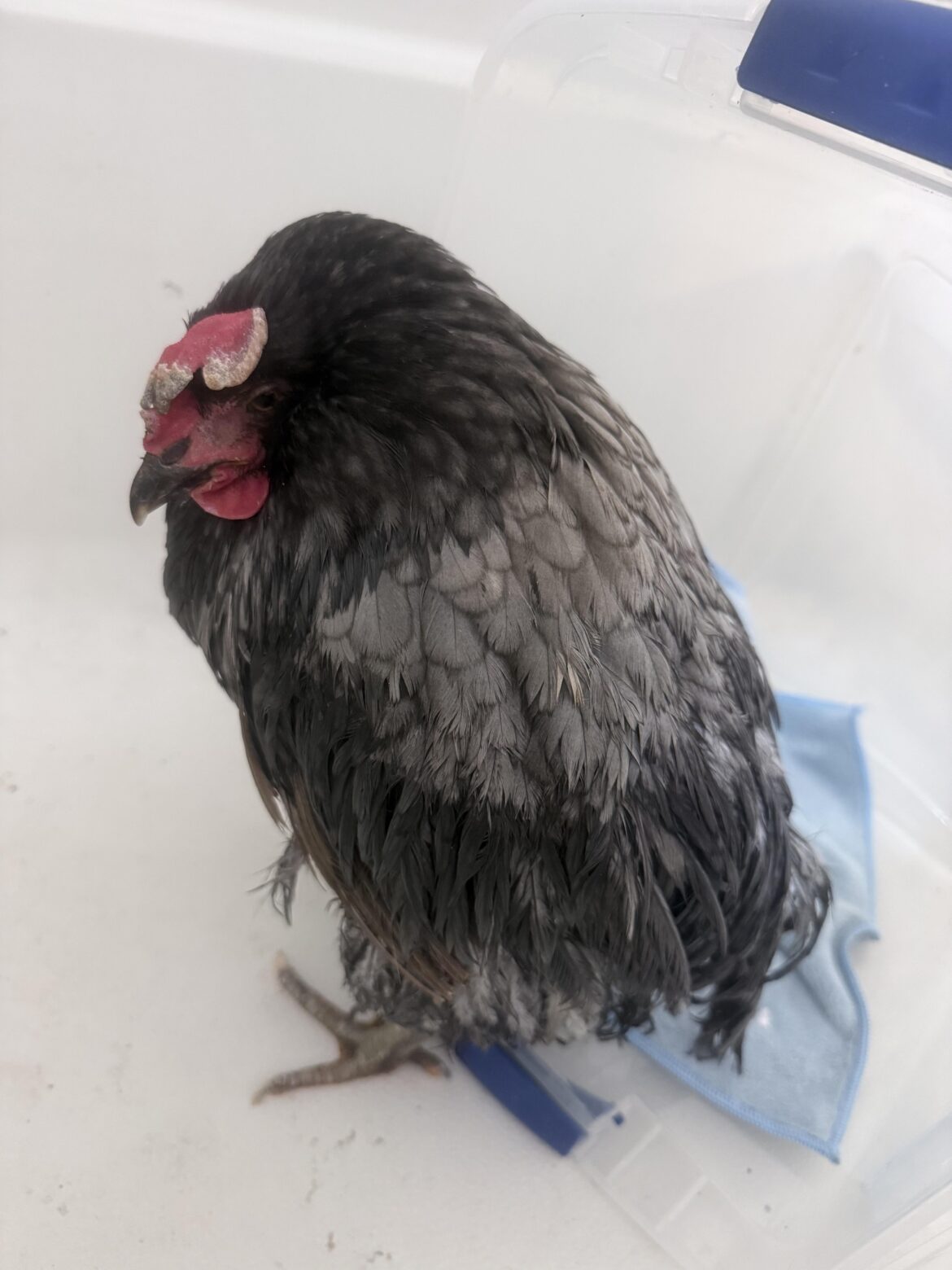This is my third egg bound chicken in the last few months, and I already lost the other two. I’m using the same feed others that I know are using. What am I doing wrong?